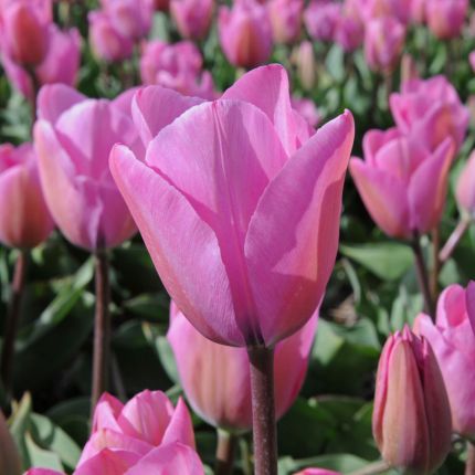 Tulpen - Fluwel