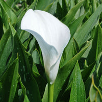 Zantedeschia