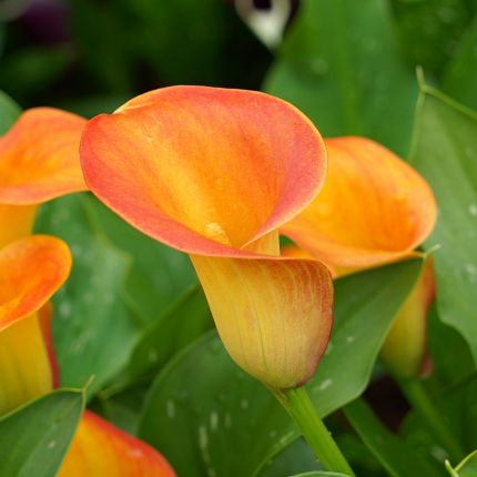 Zantedeschias - Fluwel