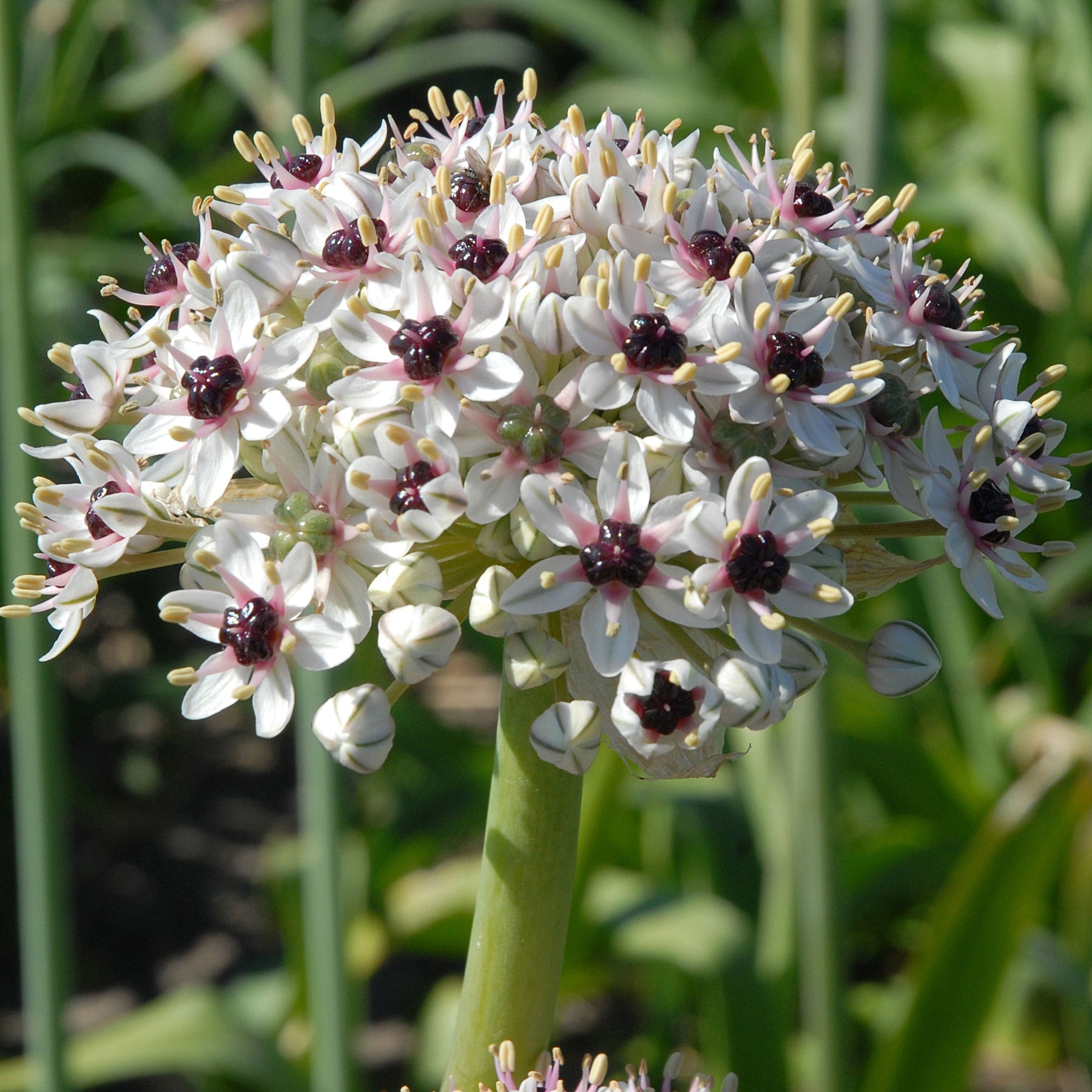 Allium Silver Spring