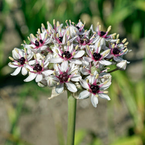 Allium Silver Spring