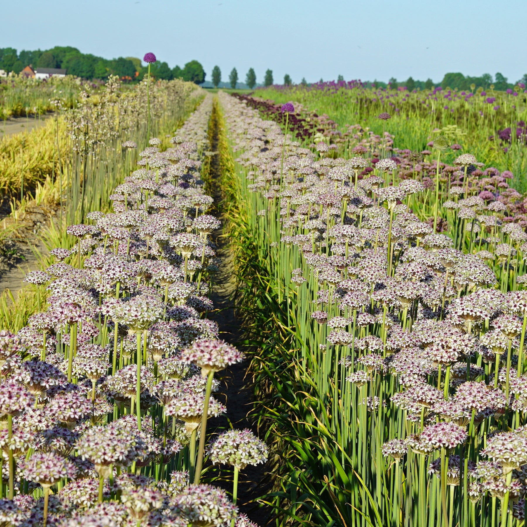 Allium Silver Spring