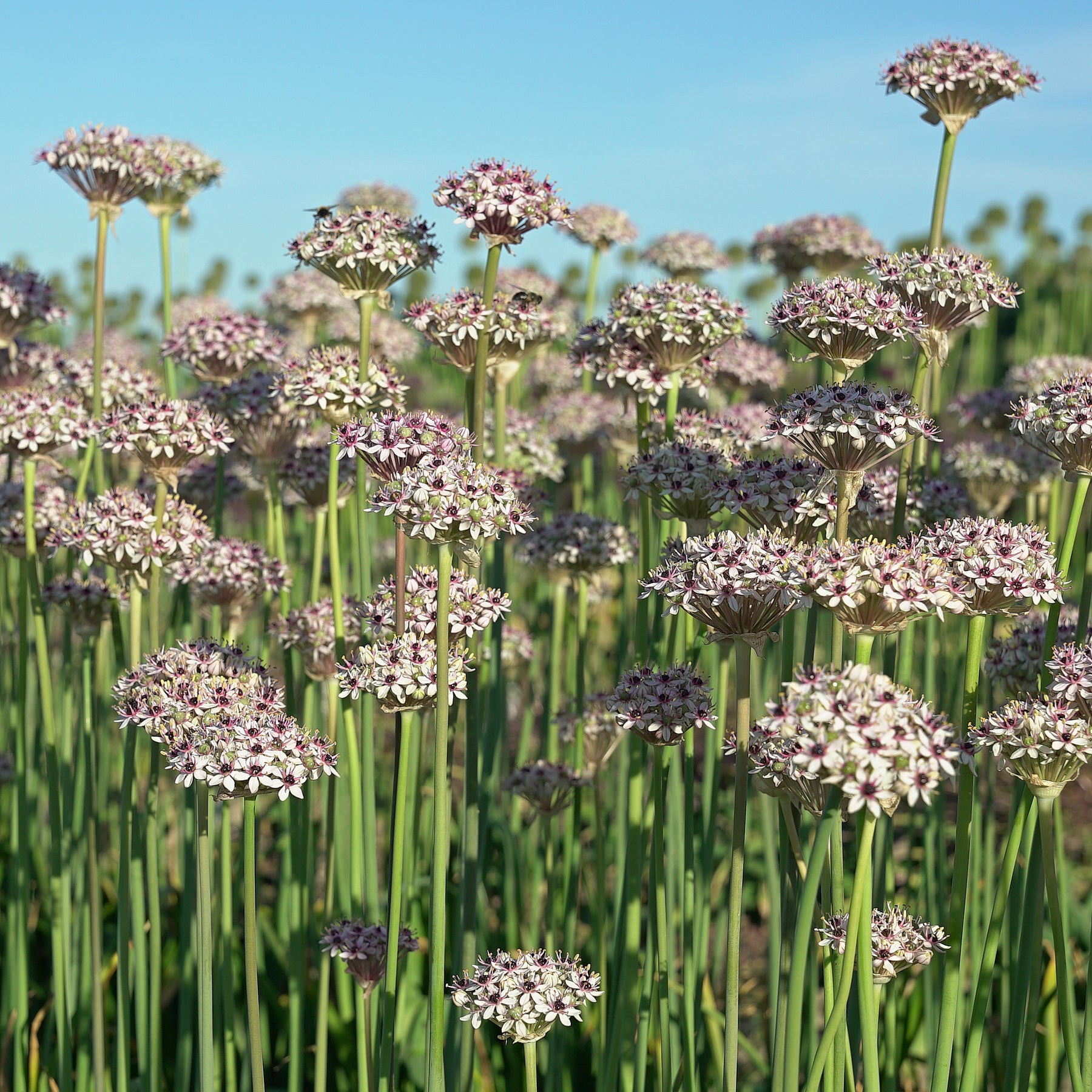 Allium Silver Spring