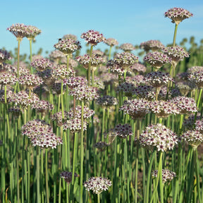 Allium Silver Spring