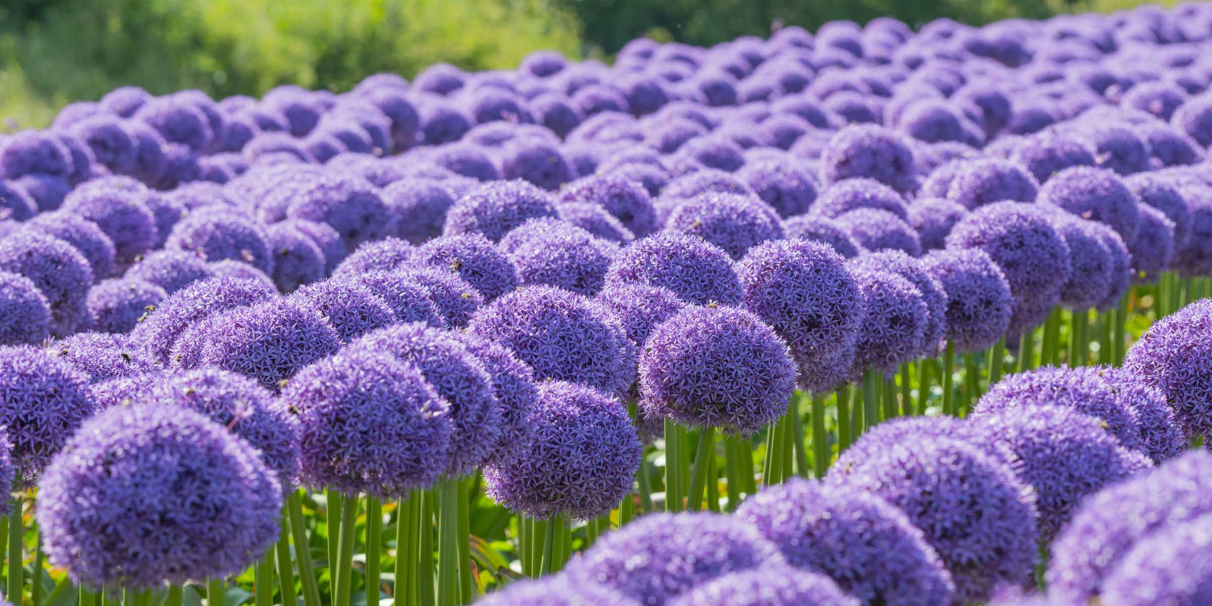 A slider picture of Allium Globe Masters