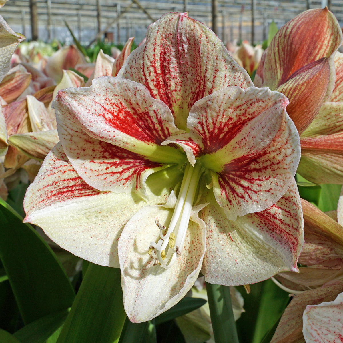 Amaryllis Burgundy Haze