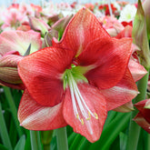 Amaryllis Coral Flame
