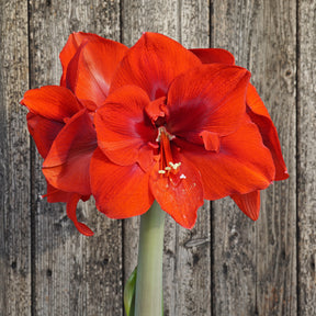 Amaryllis Lion King