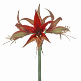 Amaryllis Merengue