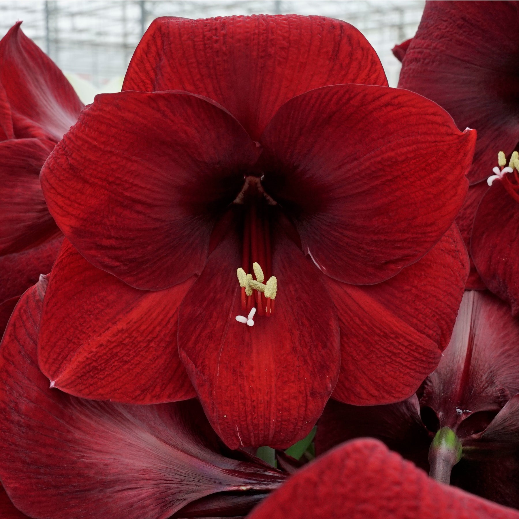 Amaryllis Night Fever