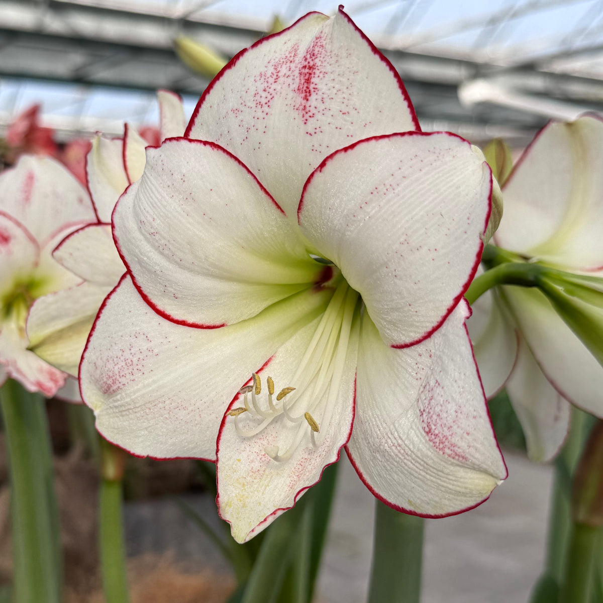 Amaryllis Picasso