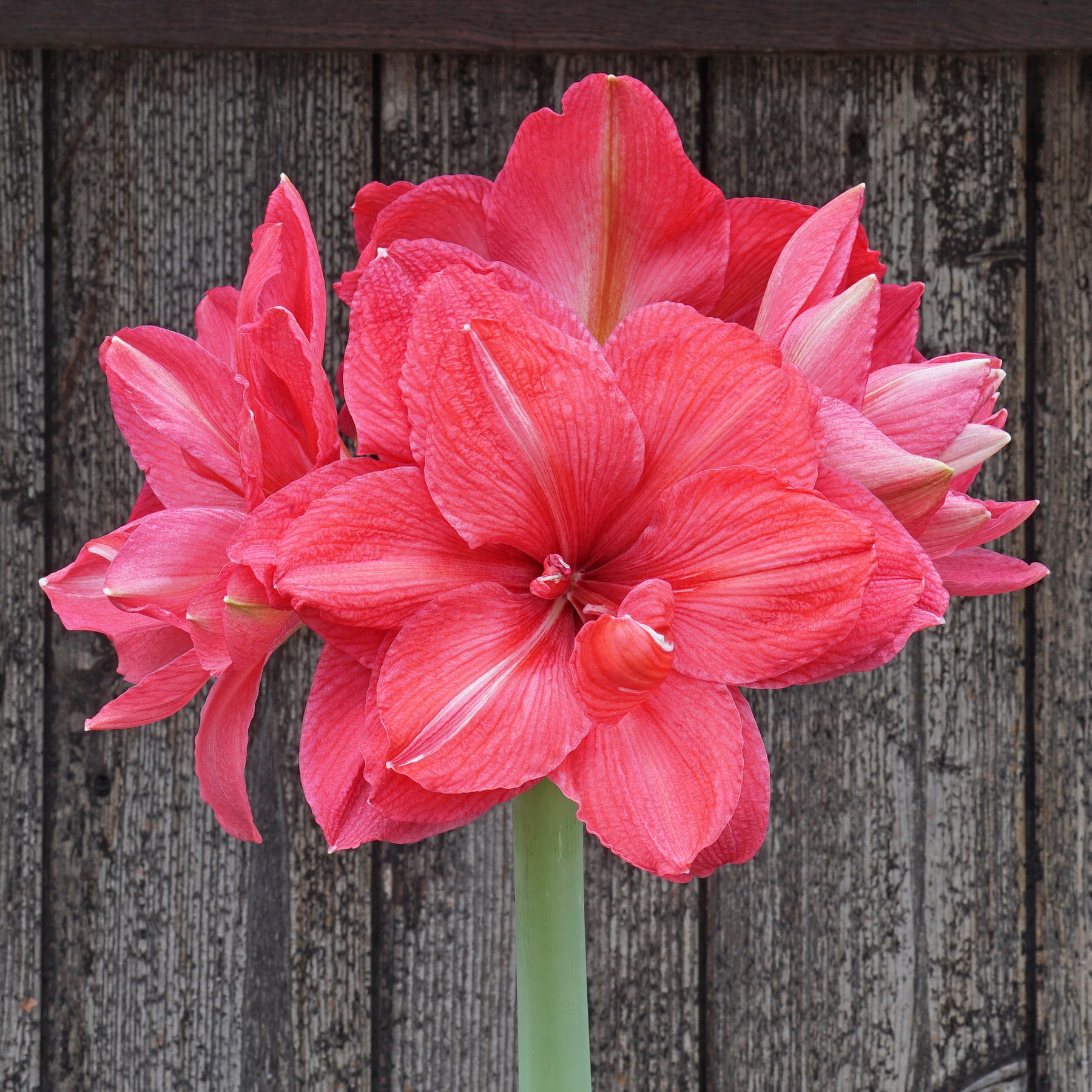 Amaryllis Pink Symphony