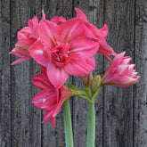Amaryllis Pink Symphony