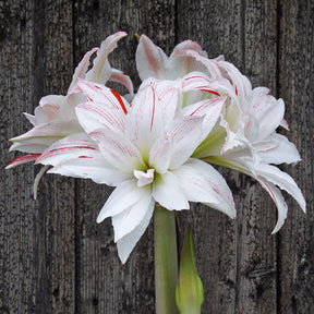 Amaryllis Pretty Amadeus