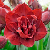 Amaryllis Red Symphony
