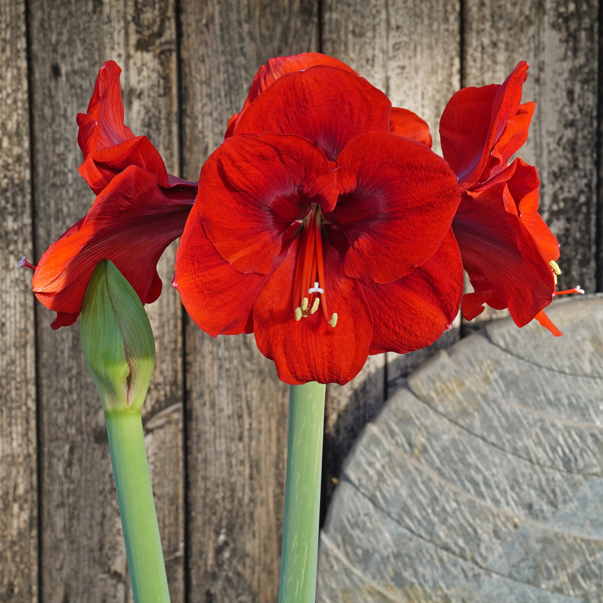 Amaryllis Tenerife