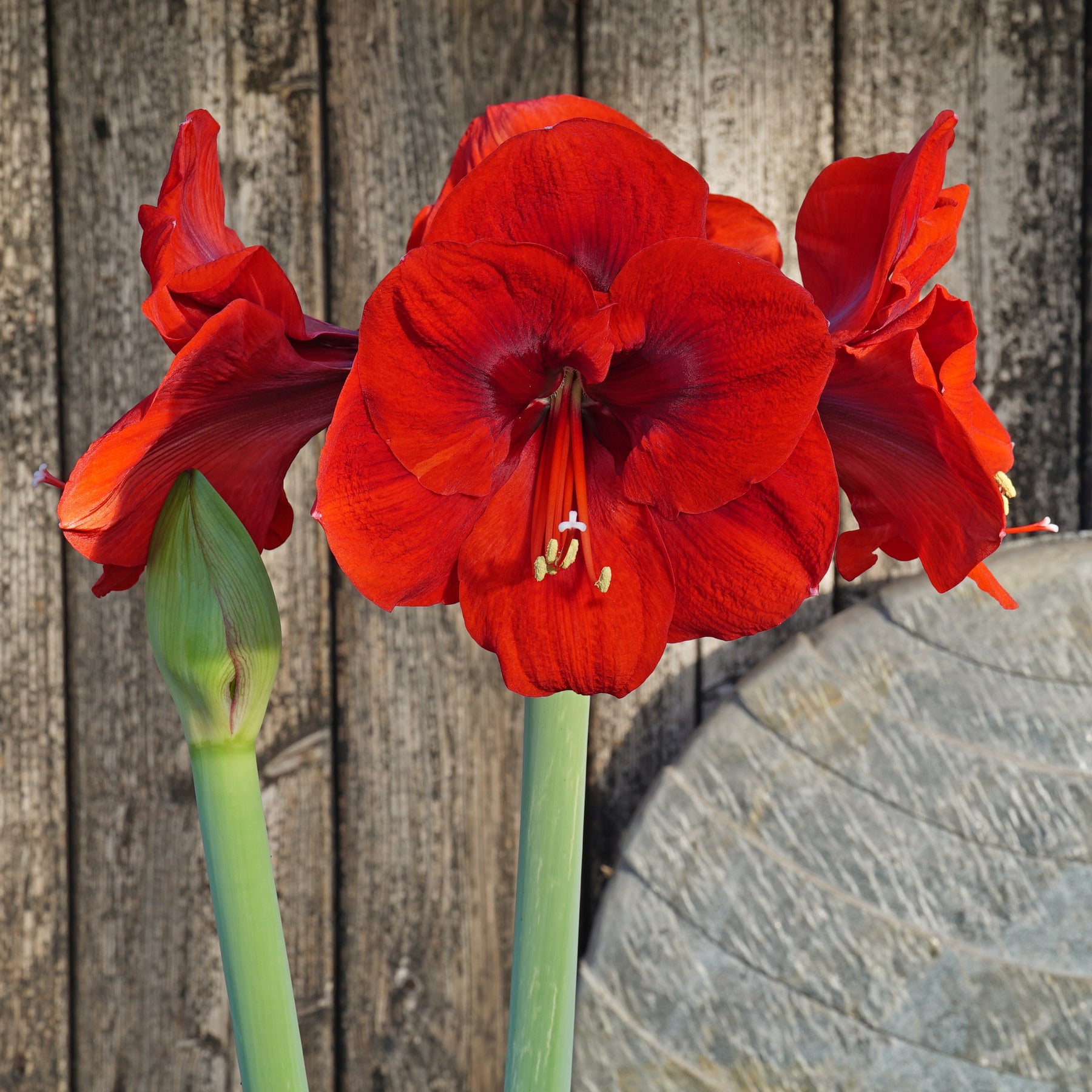 Amaryllis Tenerife