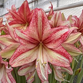 Amaryllis Vincent