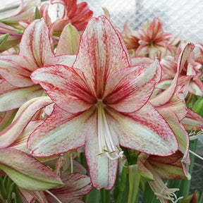 Amaryllis Vincent