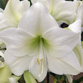Amaryllis White Sky