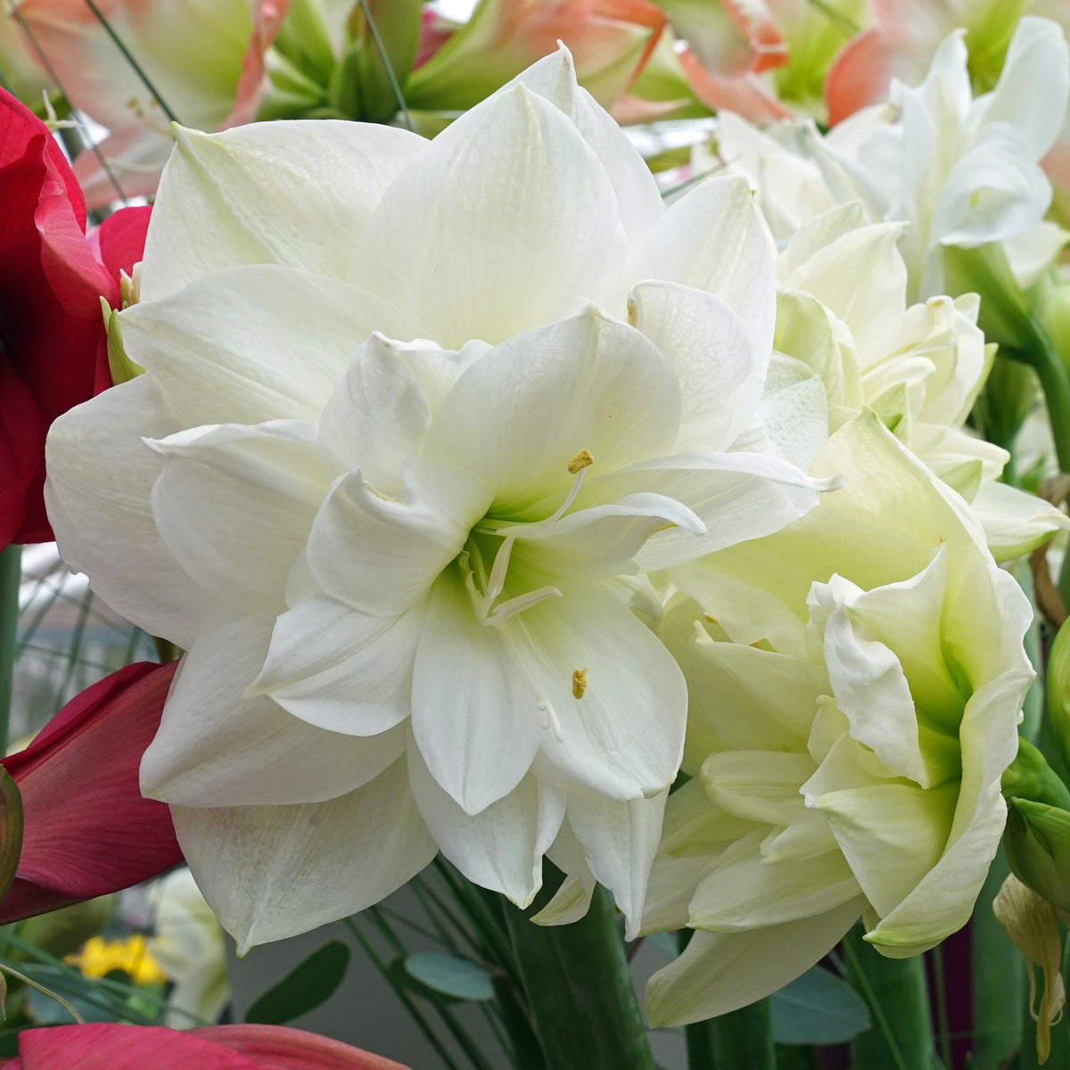 Amaryllis White Symphony