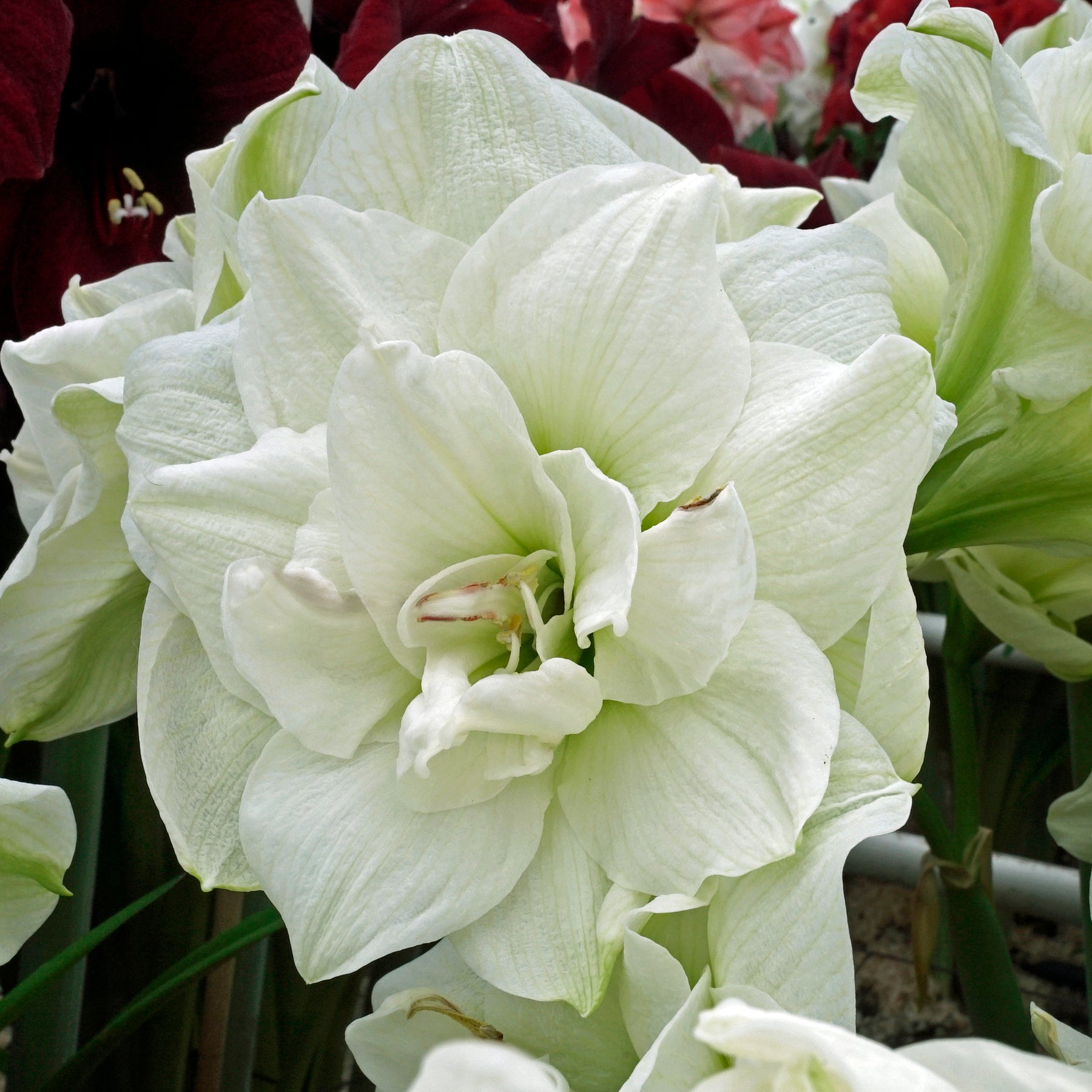 Amaryllis White Symphony