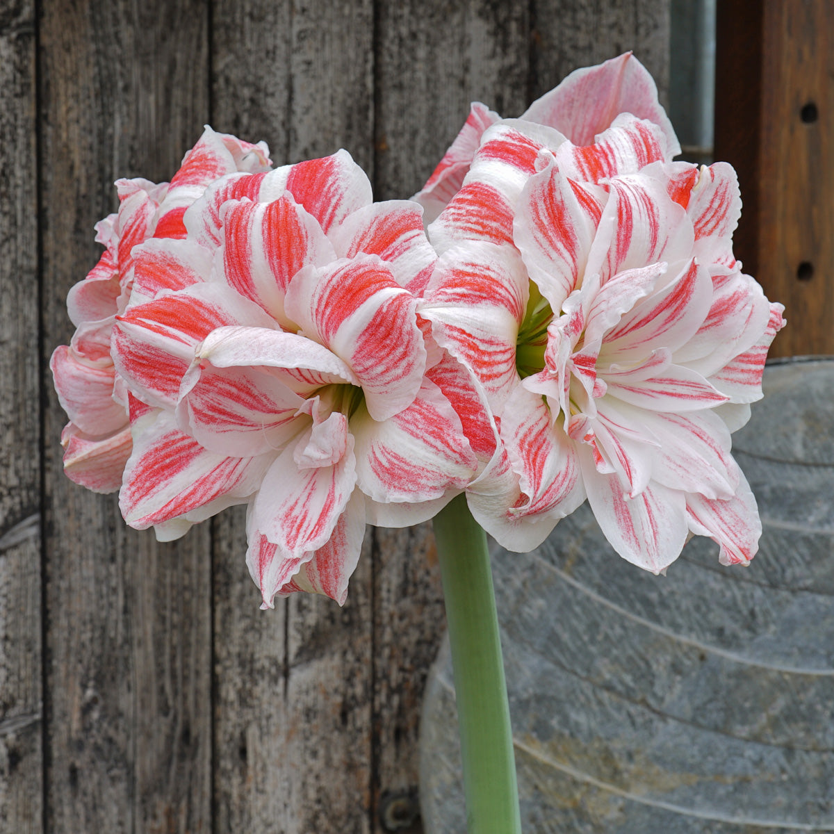 Amaryllis Amazing Belle