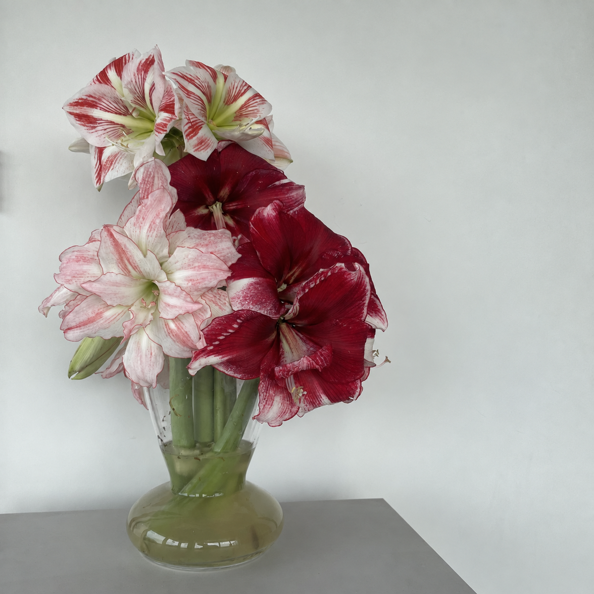 Amaryllis-Kränzchen