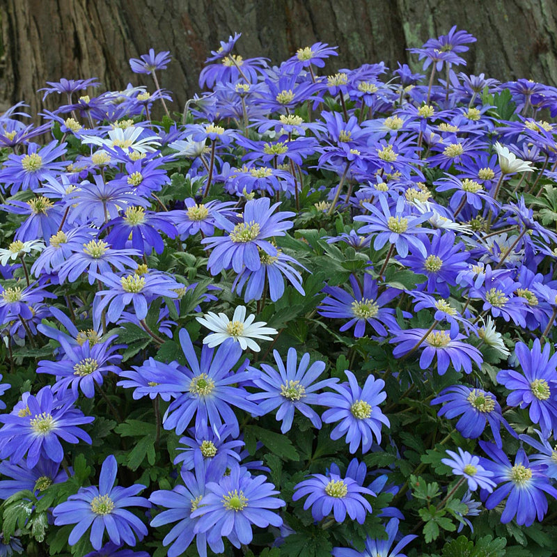 Anemone blanda (Strahlenanemone)