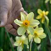 Barri Conspicuus