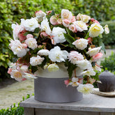 Begonie Cascade Odorosa White Blush