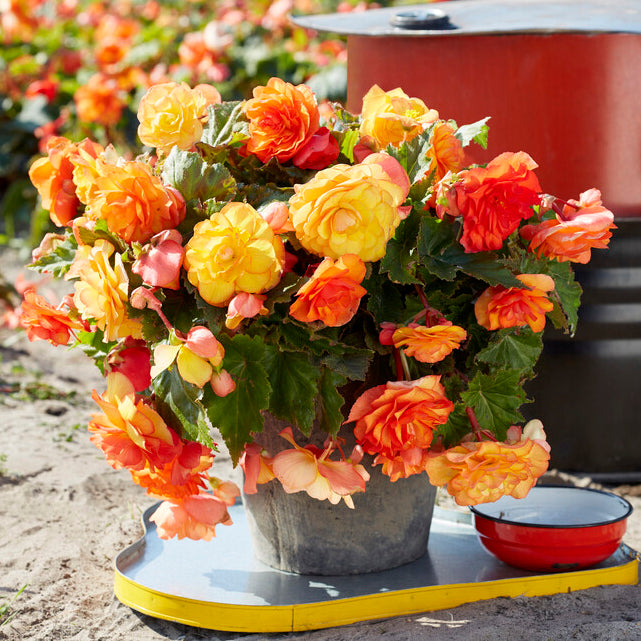 Begonie Cascade Sunray