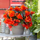 Begonie Illumination Orange