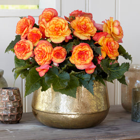 Begonia On Top Sunglow