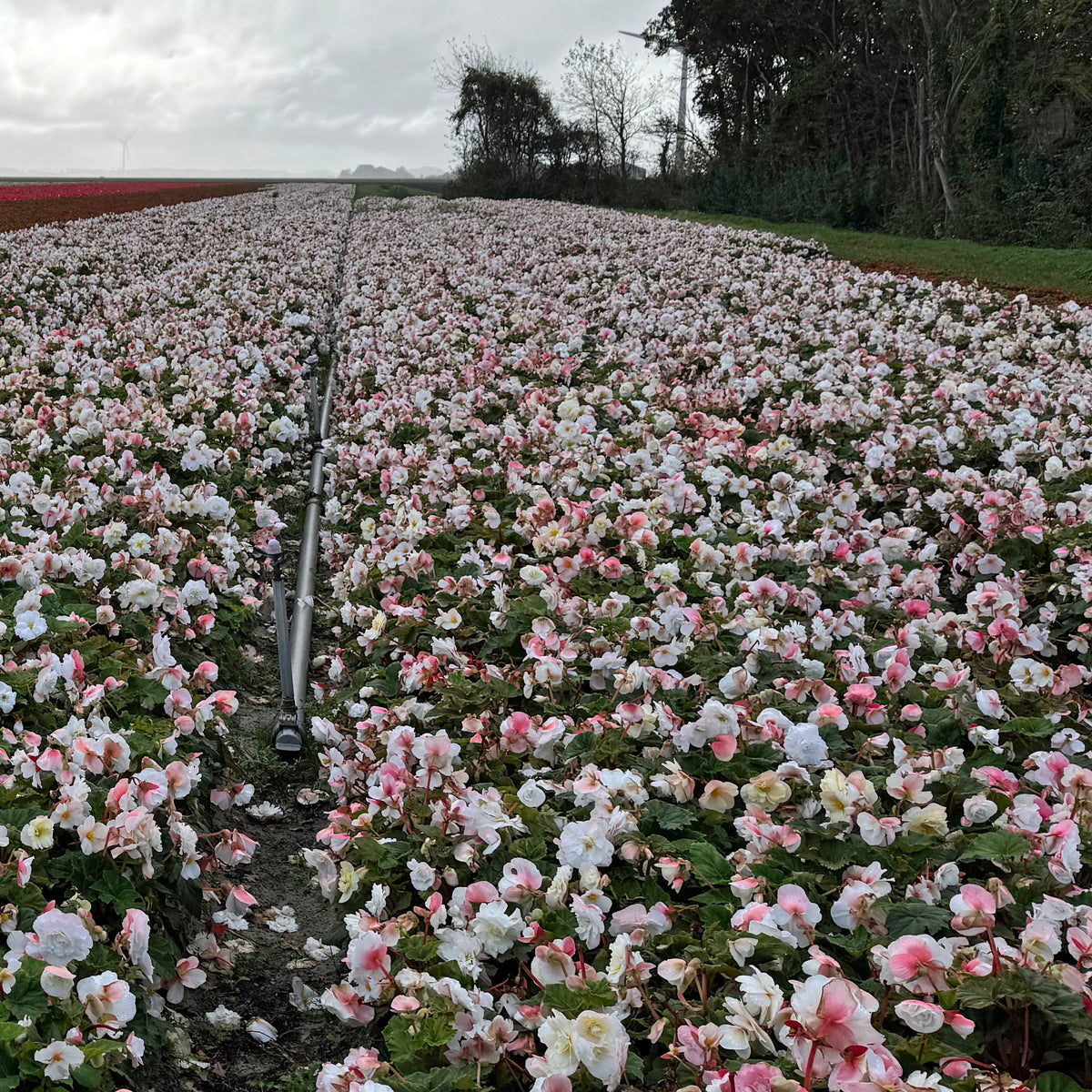 Begonie Non-Stop White