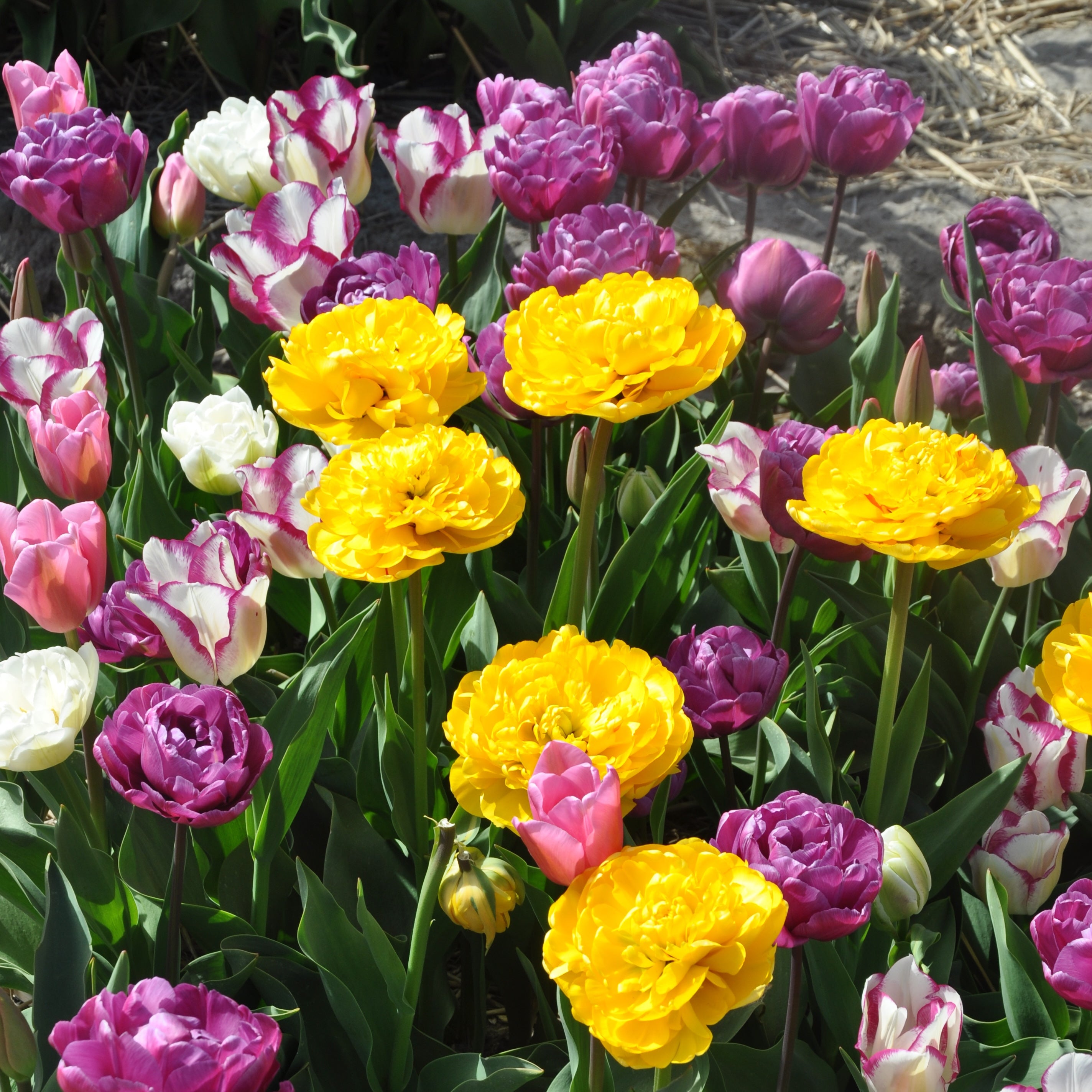 Bouquet Beaucoup®
