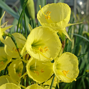 Bulbocodium Capella Gold