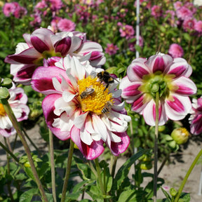 Dahlie Bumble Rumble