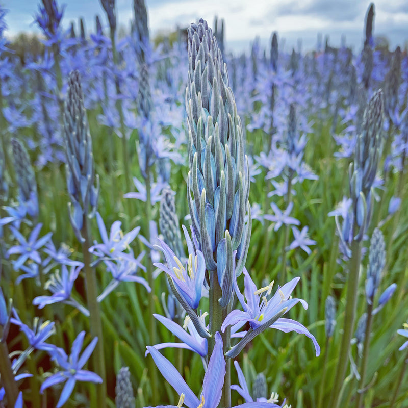 Camassia