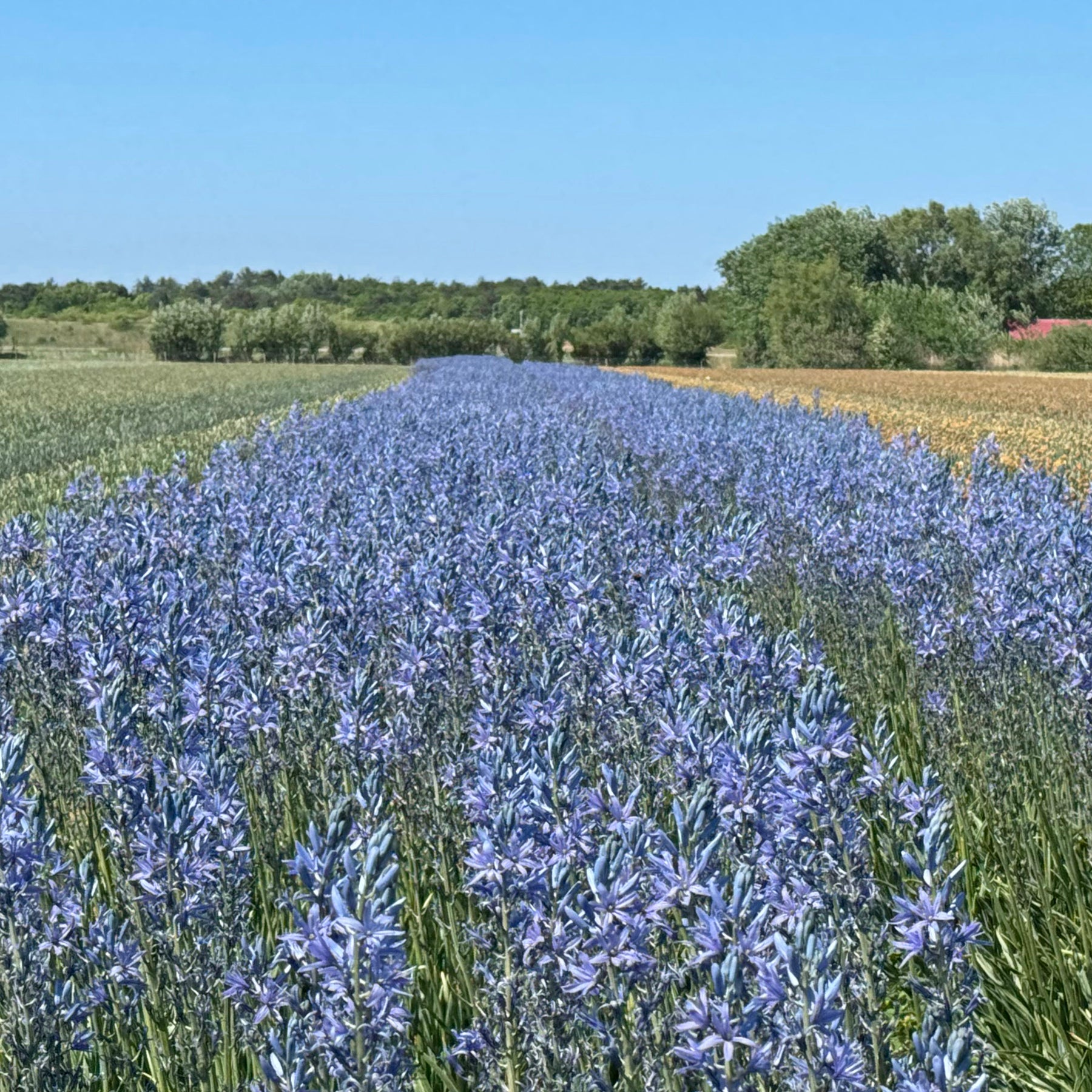 Camassia Blue Candle