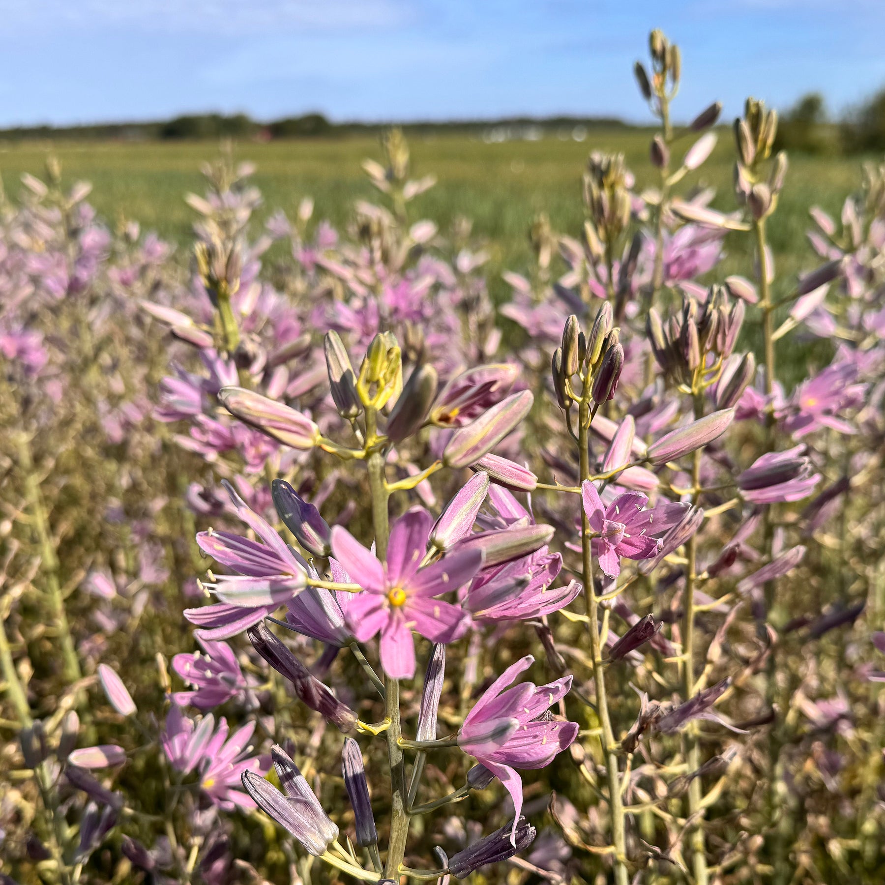 Camassia Sweet Candle