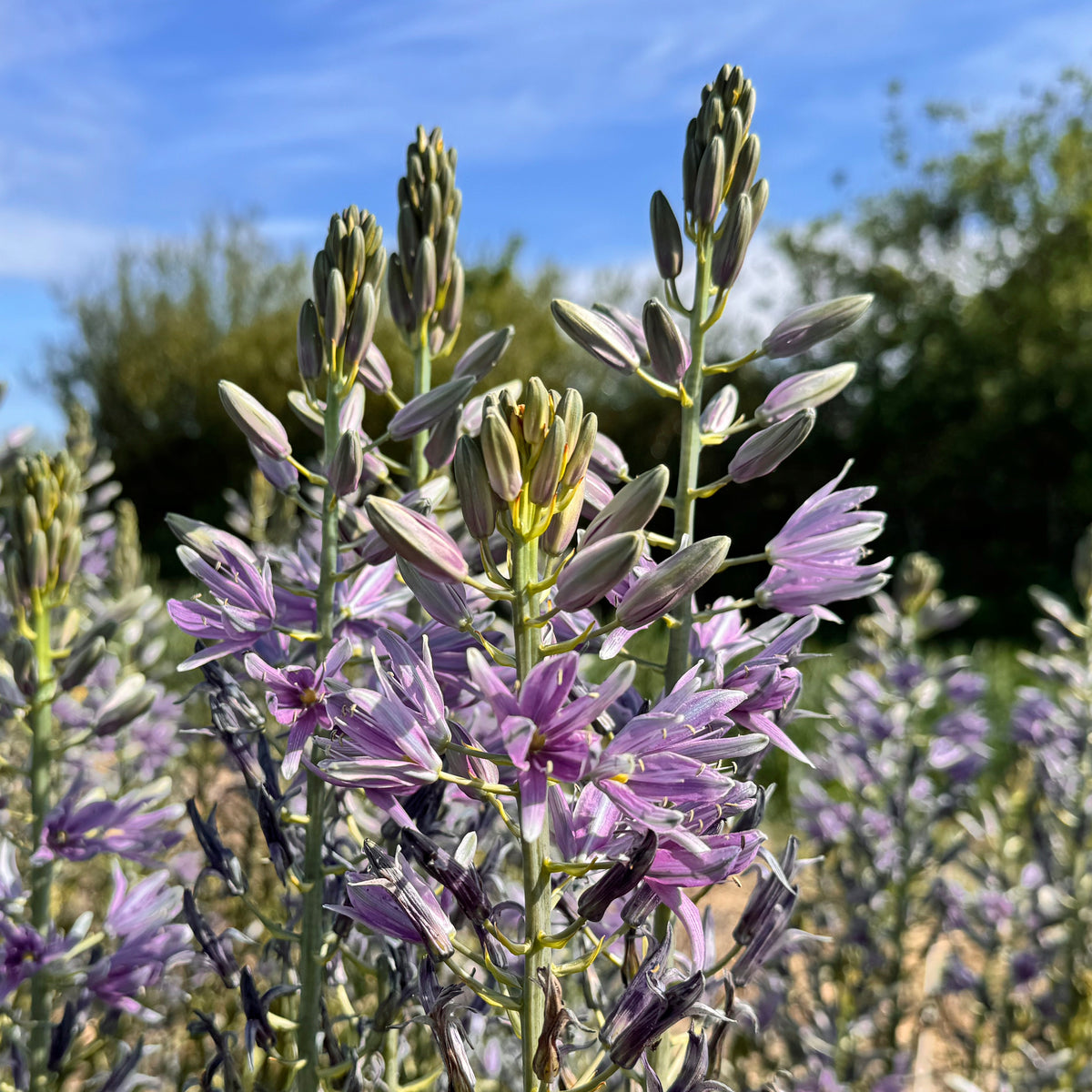 Camassia Violet Candle - lila camassia - Fluwel