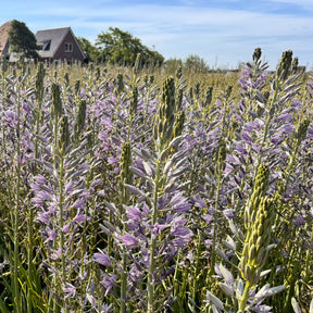Camassia Violet Candle