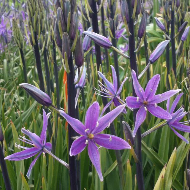 Camassia Violet Candle - lila camassia - Fluwel