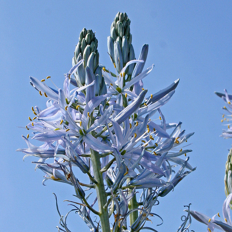 Camassia (Präriekerze)