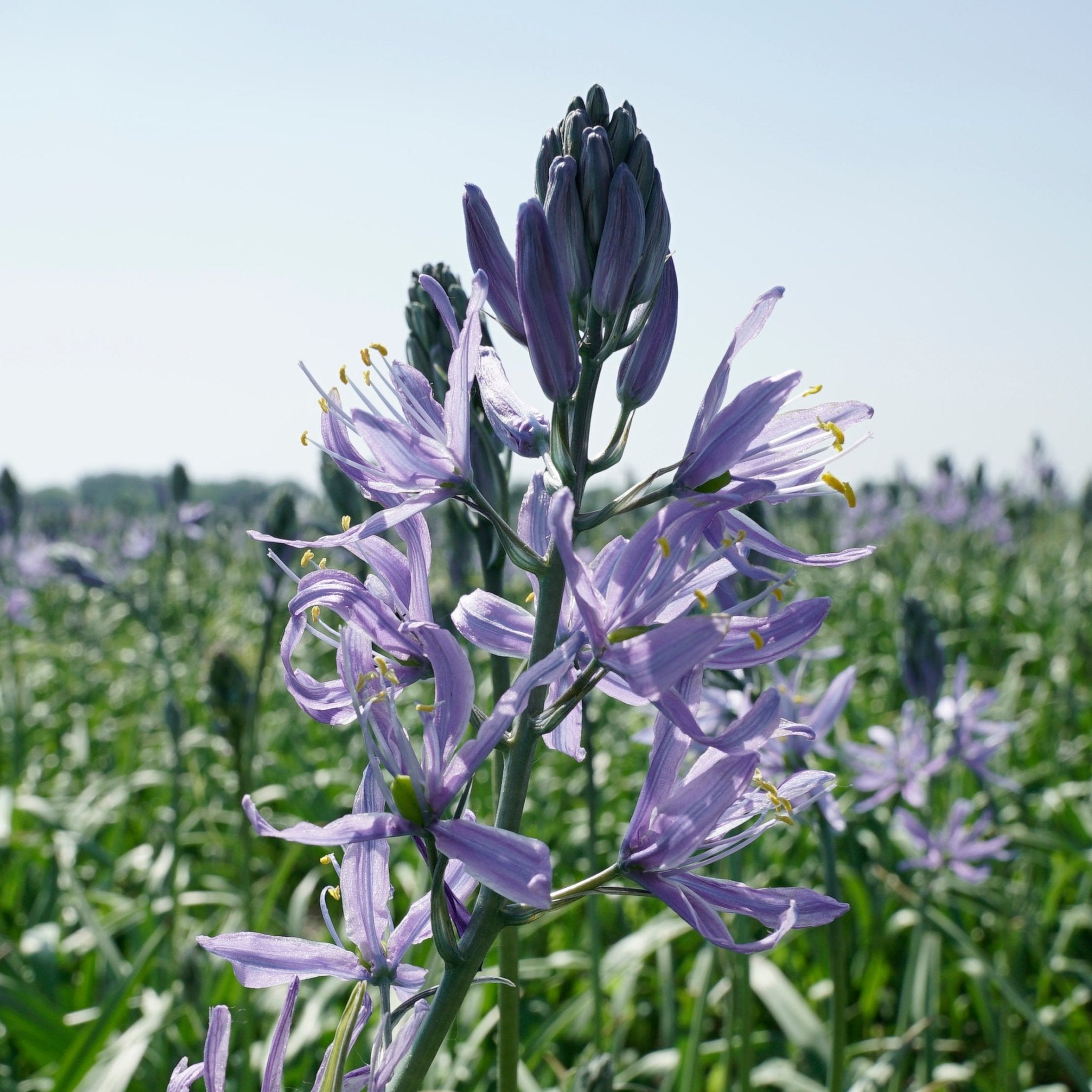 Camassia cusickii Zwanenburg - lila camassia - Fluwel
