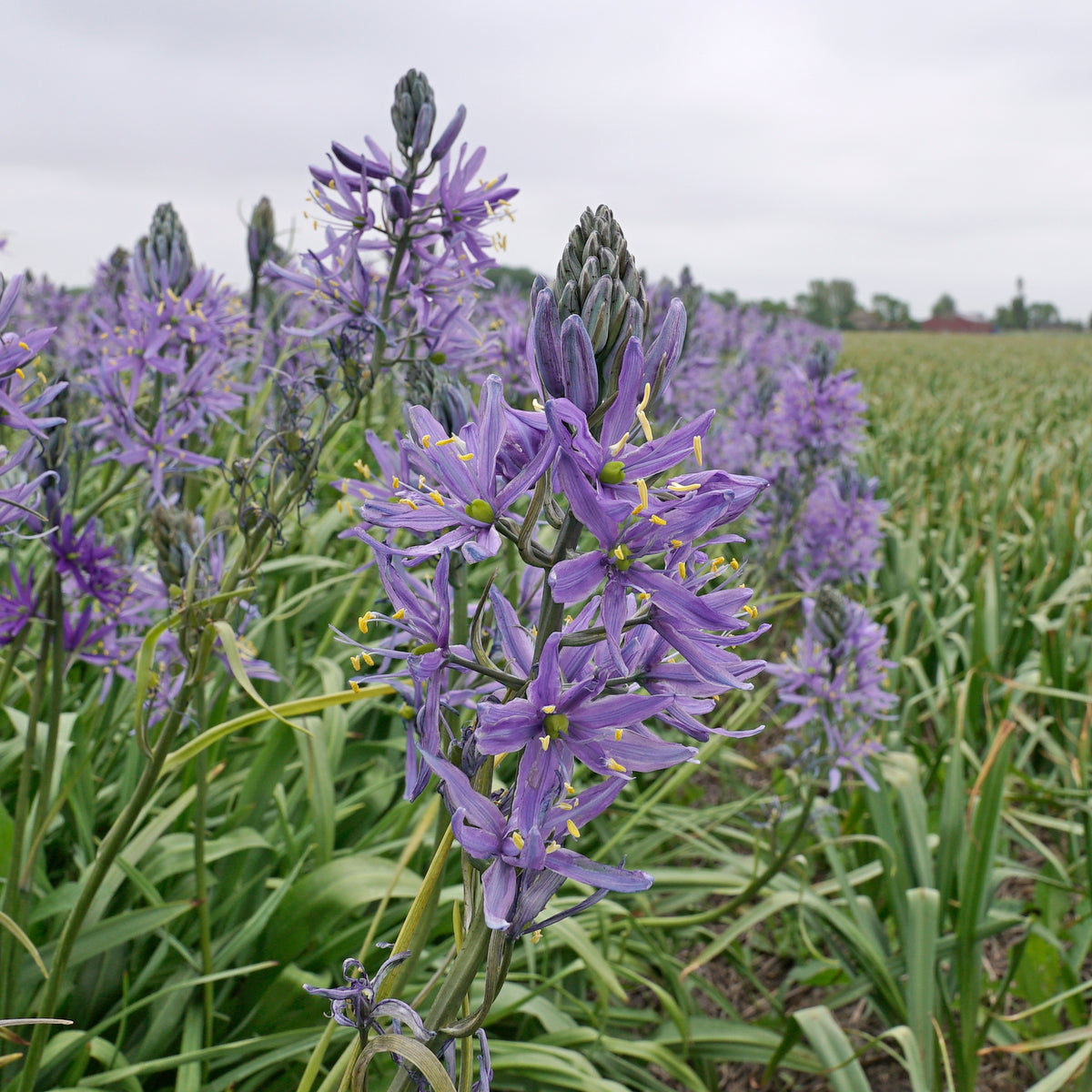 Camassia cusickii Zwanenburg - lila camassia - Fluwel