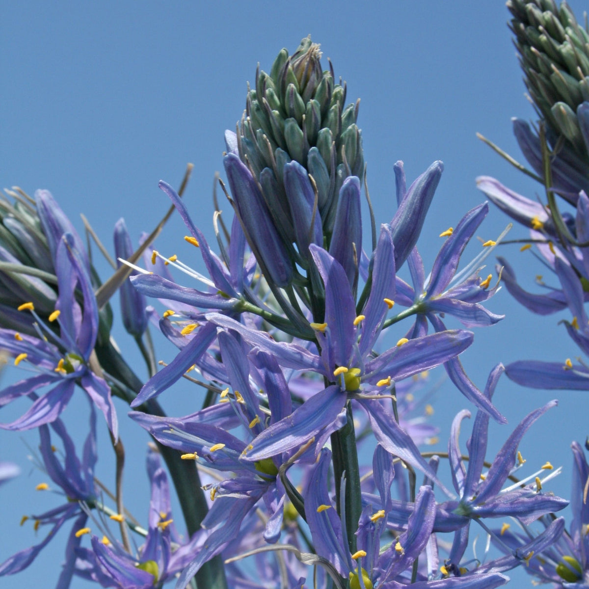 Camassia cusickii Zwanenburg - lila camassia - Fluwel