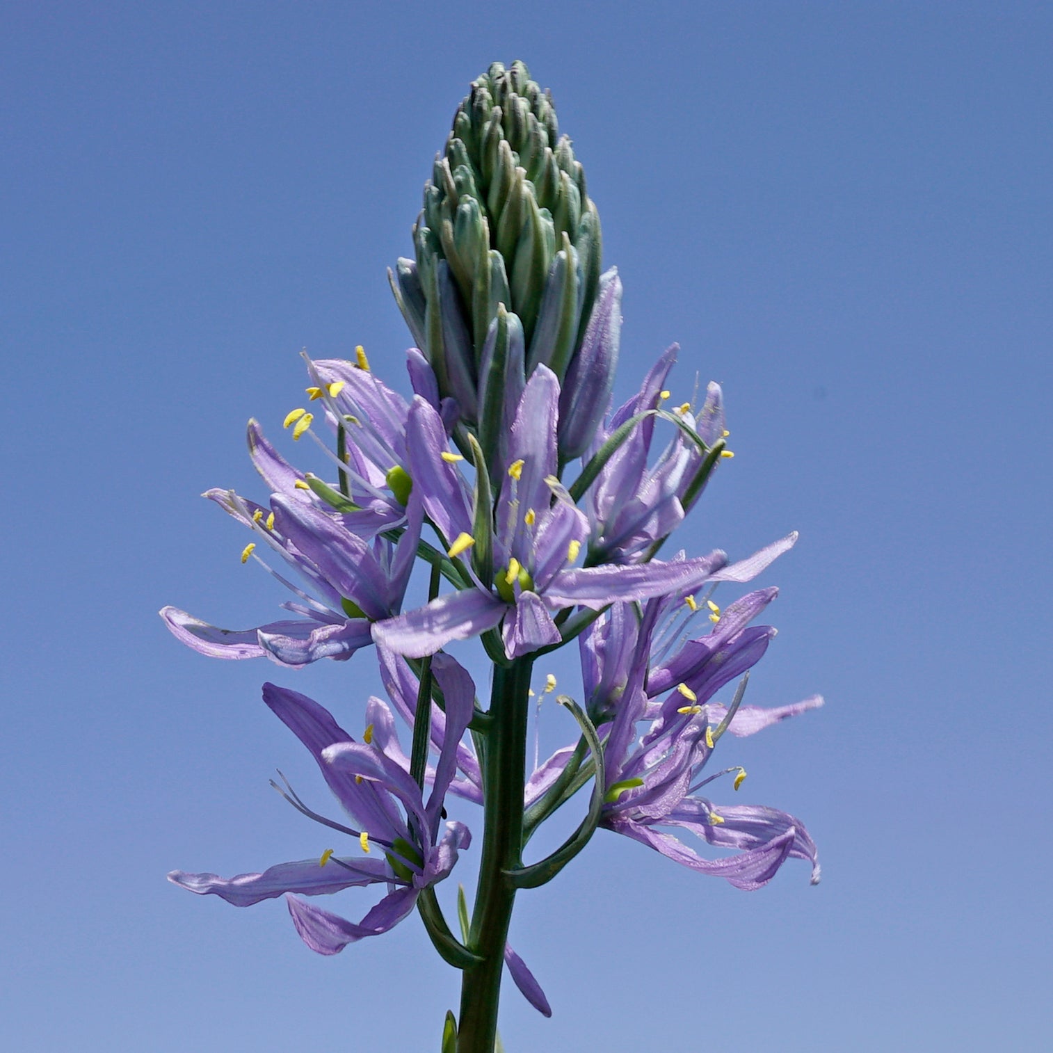 Camassia cusickiii Zwanenburg