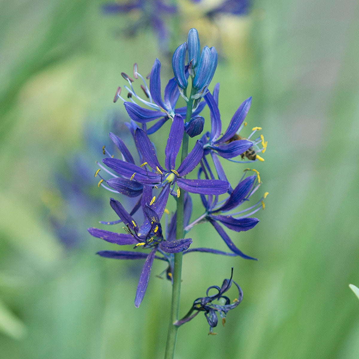 Camassia quamash Orion